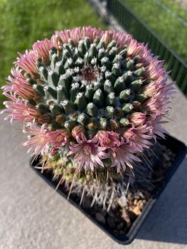 Mammillaria saffordii